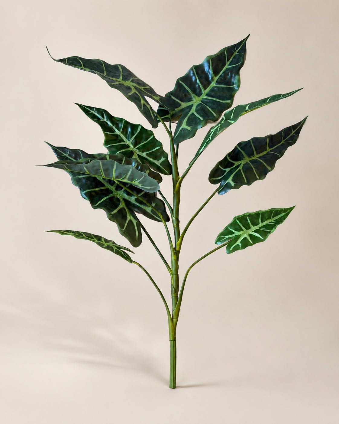 Planta Alocasia H:80 cm Brokig