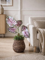 Växt Caladium H:67 cm Rosa/Grön