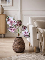 Växt Caladium H:67 cm Rosa/Grön