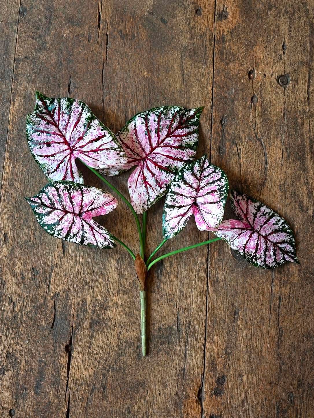 Växt Caladium H:67 cm Rosa/Grön