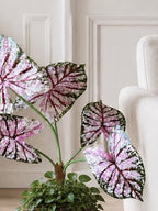Växt Caladium H:67 cm Rosa/Grön