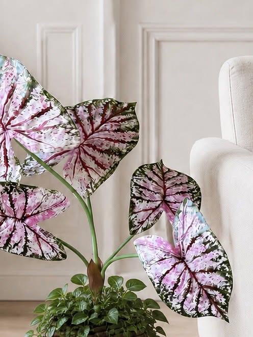Växt Caladium H:67 cm Rosa/Grön