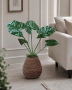 Planta Alocasia Big H:79 cm Grön
